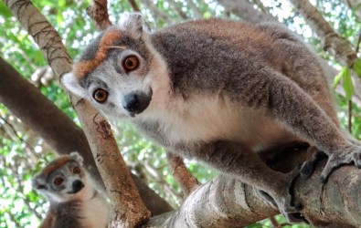 voyage à Madagascar